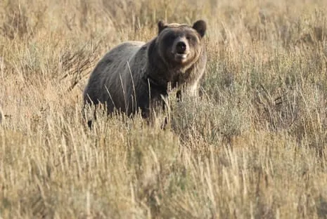 Trail Walker Injured by Wild Animal in National Park Flown to Hospital