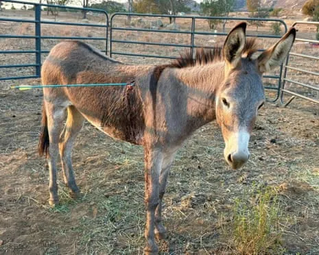Donkey Healing Following Latest Bow Assault on Free-Roaming Asses in California