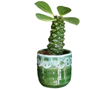 Can My Euphorbia Ritchiei Once Again Sprout Again?