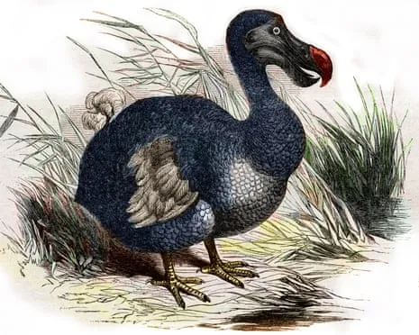 Experts State They’ve Made a ‘Key Milestone’ in Resurrecting the Dodo for the Initial Instance in Three Centuries